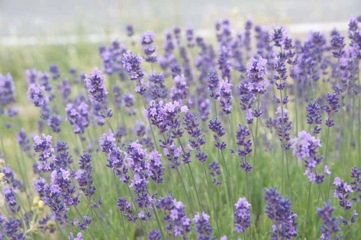 Munstead Lavender Flower Seeds for Planting | Heirloom Non-GMO High Germination Organic Garden Seeds