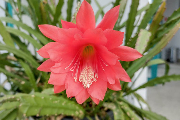 Red Epiphyllum Flower Seeds for Planting – Shade Tolerant, Heirloom &amp; Non-GMO Home Garden Seeds