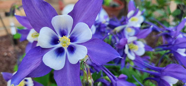 Colorado Flower Seeds for Planting – Heirloom Non-GMO, High Germination Organic Garden Seeds