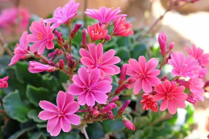 Pink Cotyledon Flower seeds for Planting - Premium Quality, Heirloom & GMO Free Seeds for Home Garden, Non-GMO