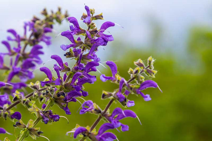 Violet Salvia Meadow Sage Flower Seeds for Planting – Heirloom Non-GMO, High Germination Organic Garden Seeds