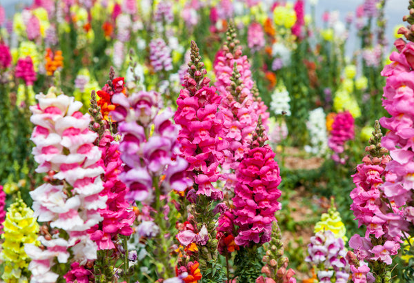 Flower Seeds, Seeds,Seeds For Planting,Plant Seeds