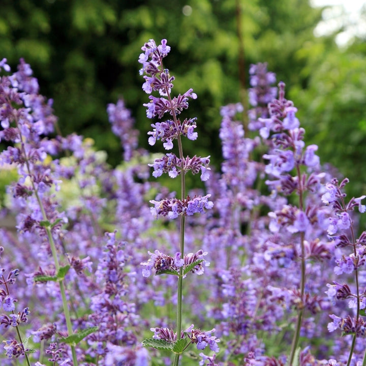 Blue Catmint Herb Seeds for Planting – Heirloom, Non-GMO, Organic Garden Seeds with High Germination