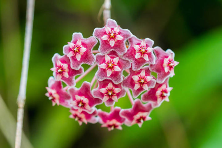 Hoya Flower Seeds for Planting – Heirloom Non-GMO, High Germination Organic Garden Seeds