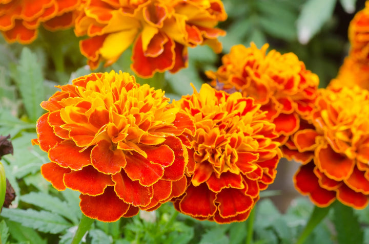 Yellow Orange Marigold Flower Seeds for Planting – Heirloom, Non-GMO, High Germination Garden Seeds