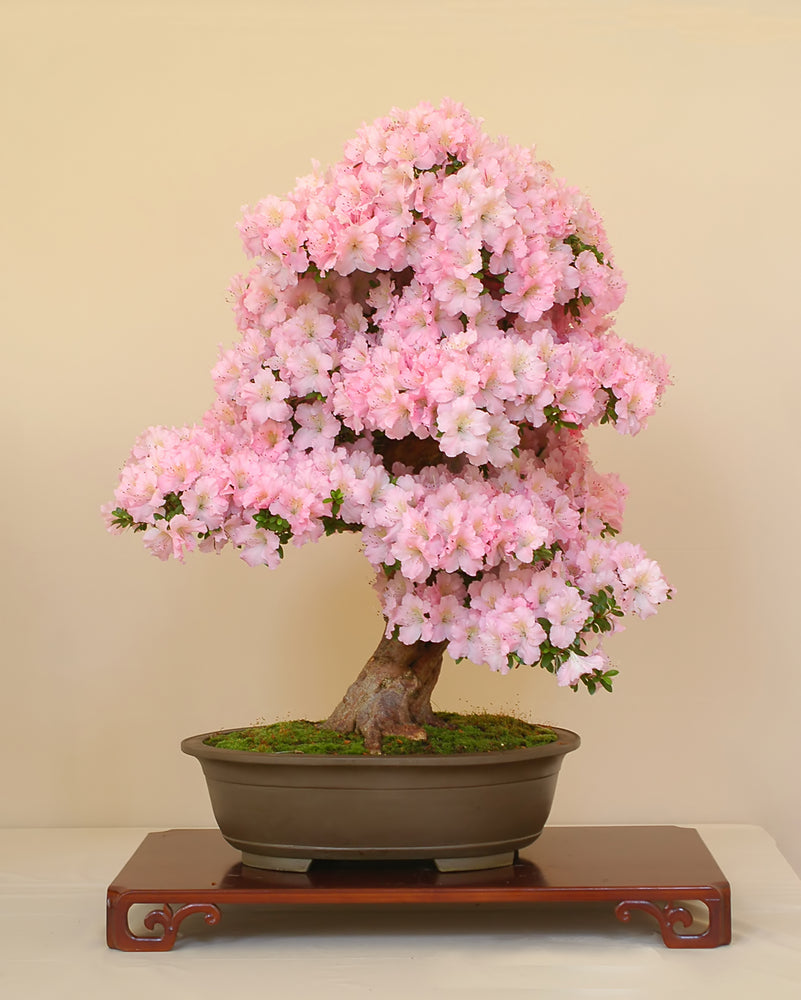 Baby Pink Simsii Bonsai Seeds for Planting – Heirloom, Non-GMO, Long Bloom Season, High Germination