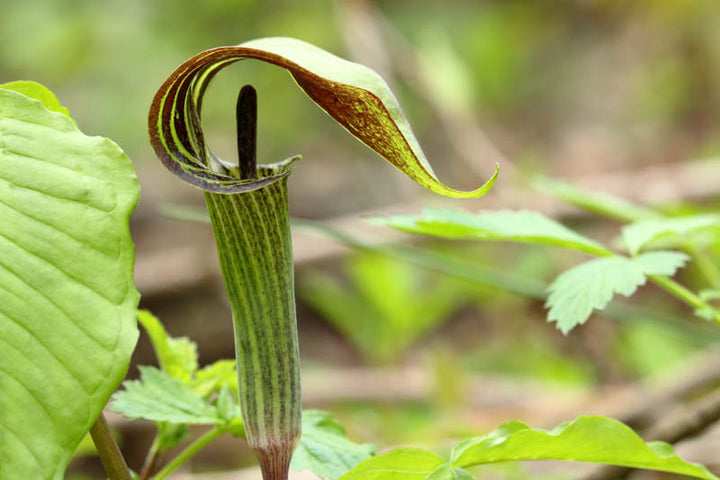 Green Arisaema Triphyllum Flower Seeds for Planting – Heirloom, Non-GMO, High Germination