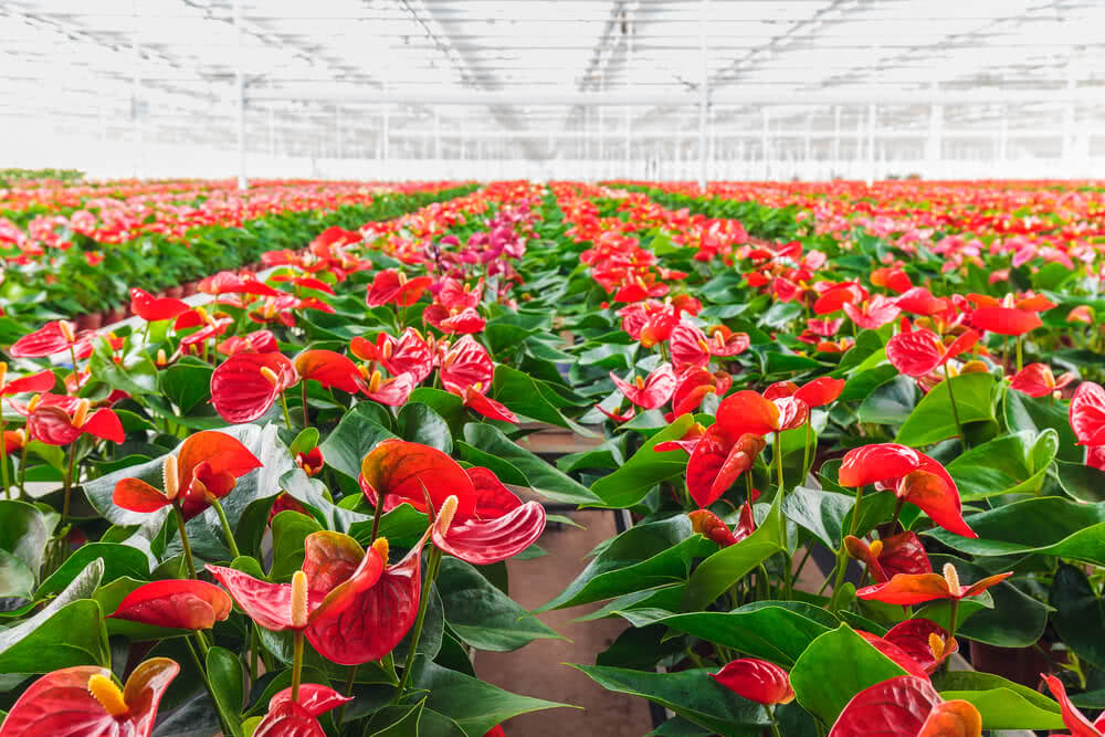 Anthurium Flower Seeds for Planting – Wildflower Mix Heirloom Non-GMO Organic Garden Seeds