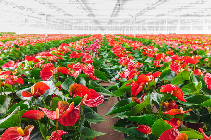 Anthurium Flower Seeds for Planting – Wildflower Mix Heirloom Non-GMO Organic Garden Seeds