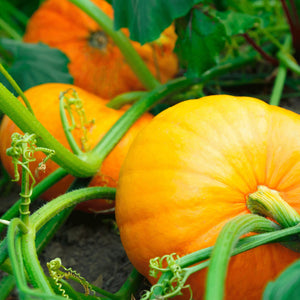Vegetable Seeds,Garden seeds, Seeds For Planting,Plant Seeds