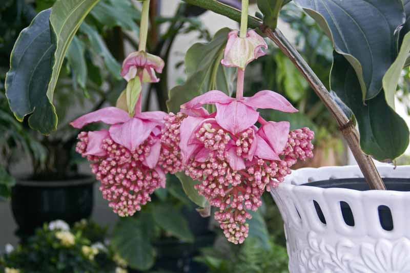 Medinilla Magnifica Flower Seeds for Planting – Heirloom, Non-GMO, High Germination Organic Garden Seeds