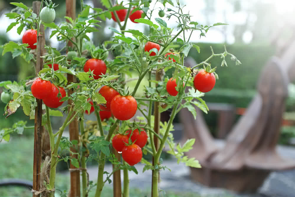 Robin Tomato Seeds – Heirloom Non-GMO Sweet Juicy Vegetable Garden Seeds for Planting, High Germination