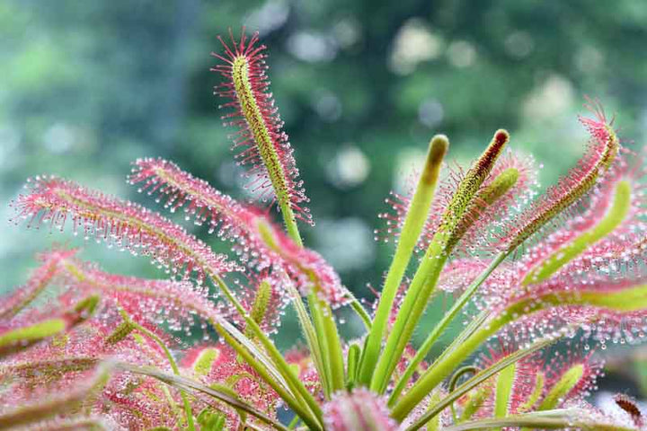 Pink Green Sundew Seeds for Planting – Heirloom, Non-GMO, Premium Quality, High Germination