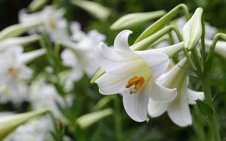 White Rich Aroma Flower Seeds for Planting – Heirloom Non-GMO, High Germination Organic Garden Seeds