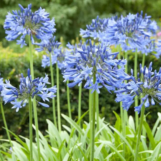 Blue Agapanthus Flower Seeds for Planting – Heirloom Non-GMO, High Germination Organic Garden Seeds