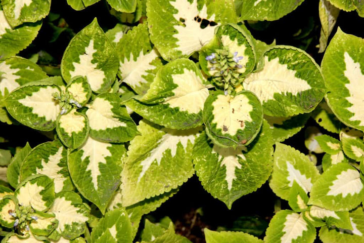 White Green Coleus Flower seeds for Planting - GMO Free, Heirloom &amp; GMO Free Seeds For Home Garden | Non-GMO Seeds
