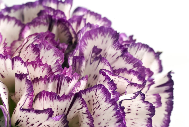 Violet Mix Dianthus Caryophyllus Flower Seeds for Planting – Heirloom Non-GMO High Germination Organic Garden Seeds