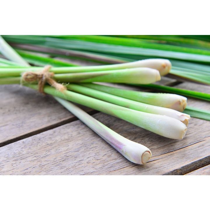 Lemongrass Herb Seeds for Planting – Heirloom, Non-GMO, Organic Garden Seeds with High Germination Rate