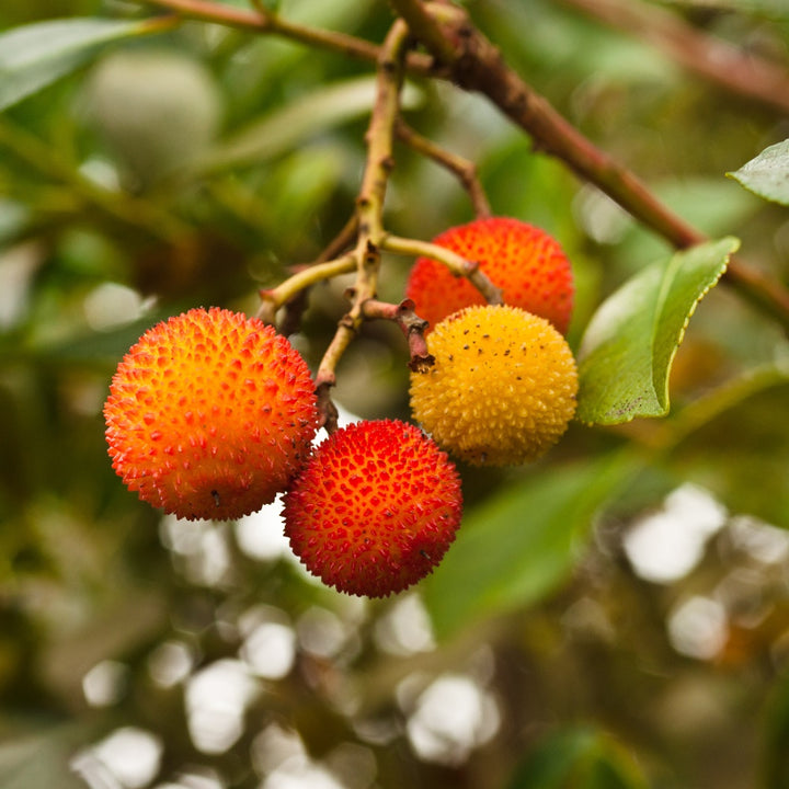 Red Arbutus fruit seeds for planting - Heirloom &amp; Non-GMO Garden seeds, colorful fruit trees for home orchards