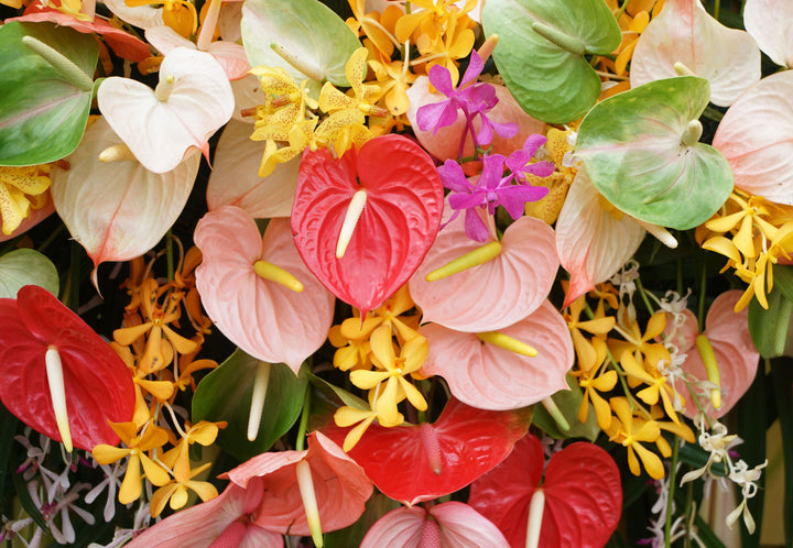 Multi-Colour Anthurium Flower Seeds for Planting – Heirloom Non-GMO, High Germination Organic Garden Seeds