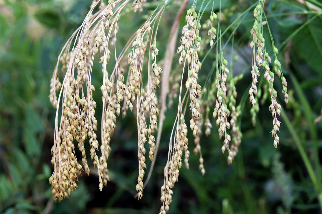 White Proso Millet Flower Seeds for Planting – Heirloom, Non-GMO, High Germination Organic Garden Seeds
