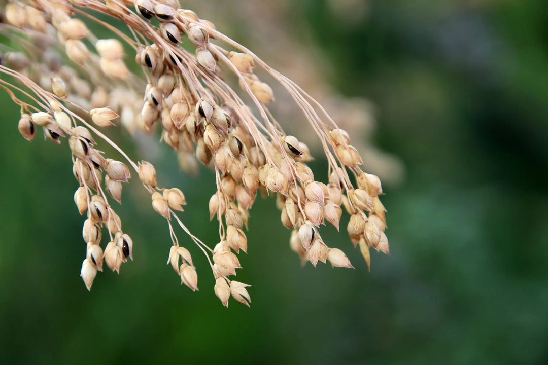 White Proso Millet Flower Seeds for Planting – Heirloom, Non-GMO, High Germination Organic Garden Seeds