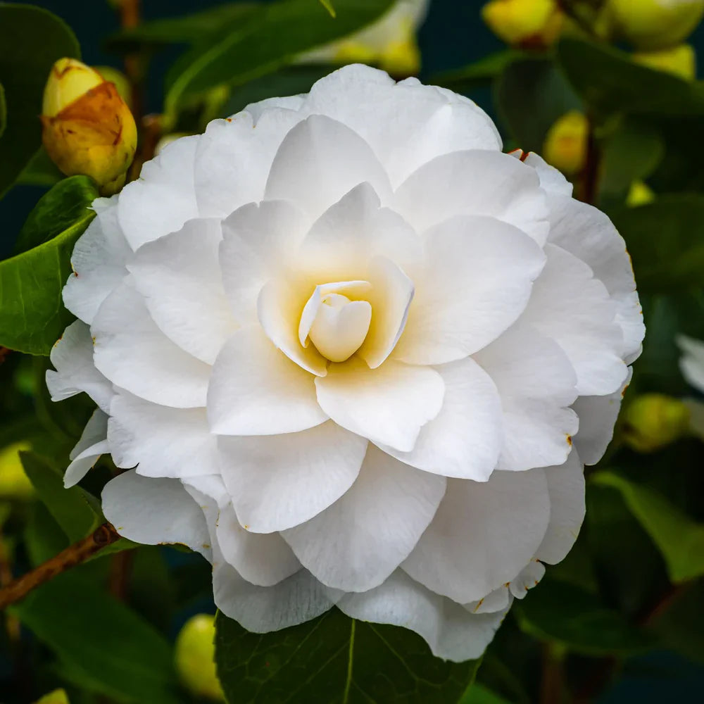 Flower Seeds, Seeds,Seeds For Planting,Plant Seeds