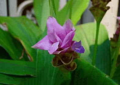 Purple Alismatifolia Flower Seeds for Planting – Heirloom, Non-GMO, Garden Favorite, High Germination