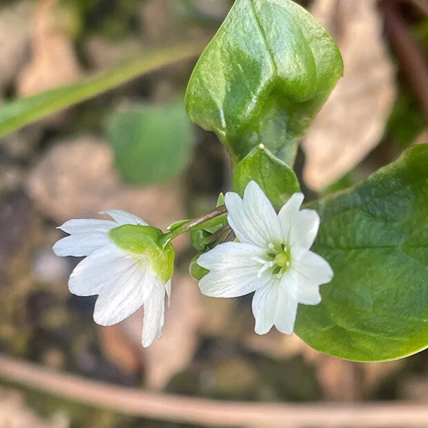 White Claytonia Sibirica Flower Seeds for Planting – Heirloom Non-GMO, High Germination Organic Garden Seeds