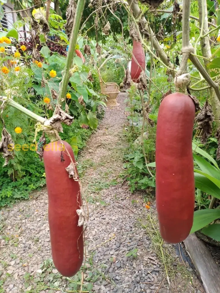 Cassabanana (Sicana Odorifera) Seeds for Planting – Heirloom, Non-GMO, Fragrant Tropical Vine – High Germination