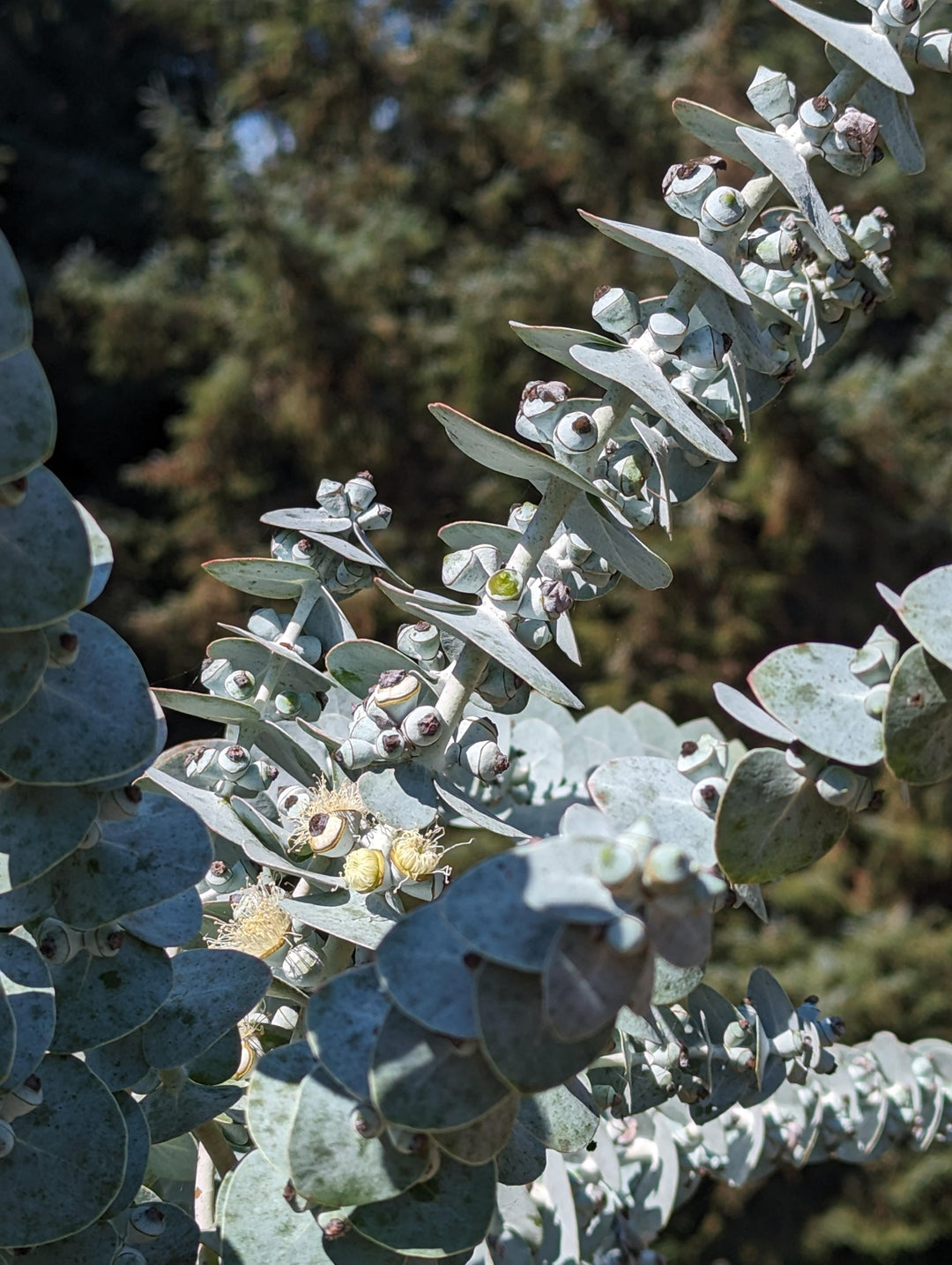 White Perennial Eucalyptus Silver Dollar  Flower seeds for Planting - Garden Favorite, Heirloom & GMO Free Seeds for Home Garden, 100 pcs
