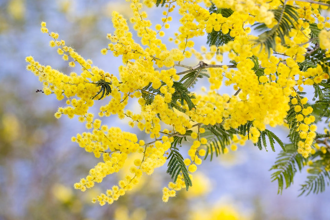 Acacia Flower Seeds for Planting – Heirloom, Non-GMO, Pollinator Friendly, High Germination Seeds