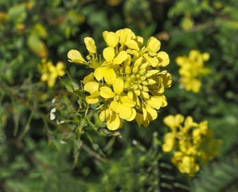 Light Yellow Brassica Oleracea Flower Seeds for Planting – Heirloom, Non-GMO, Sun-Loving, High Germination
