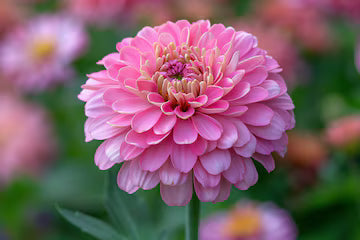 Pink Marigold Flower Seeds for Planting – Shade Tolerant, Heirloom, Non-GMO, High Germination Organic Garden Seeds