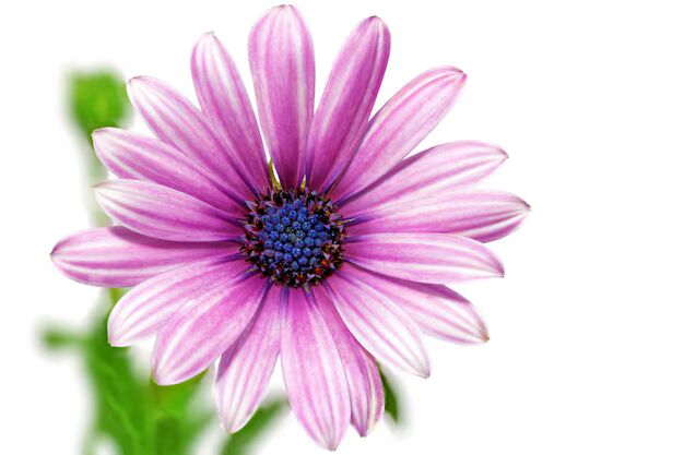 Pink Blue Gazania Flower Seeds for Planting – Heirloom, Non-GMO, High Germination Organic Garden Seeds