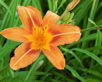 Orange Hemerocallis Flower seeds for Planting – Wildflower Mix, Heirloom, Non-GMO Seeds for Home Garden