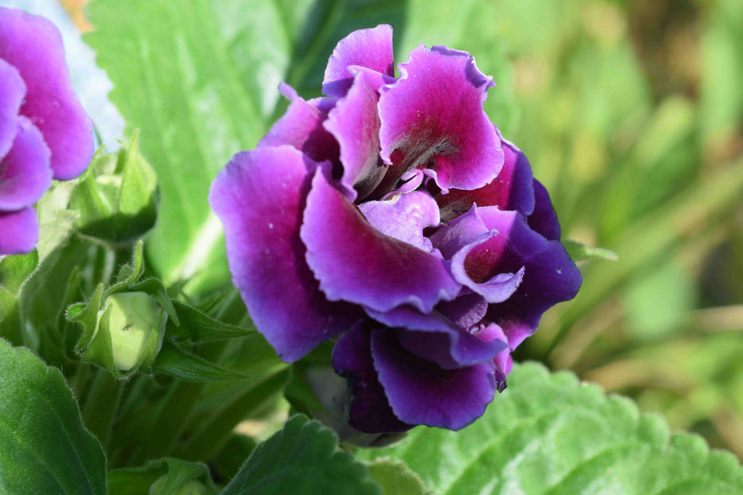 Pink Purple Gloxinia Flower Seeds for Planting – Heirloom Non-GMO, High Germination Organic Garden Seeds