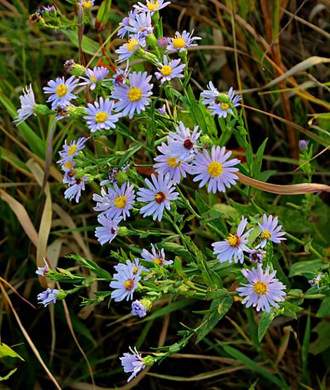 Sky Blue Aster Flower Seeds for Planting – Heirloom, Non-GMO, High Germination Organic Garden Seeds
