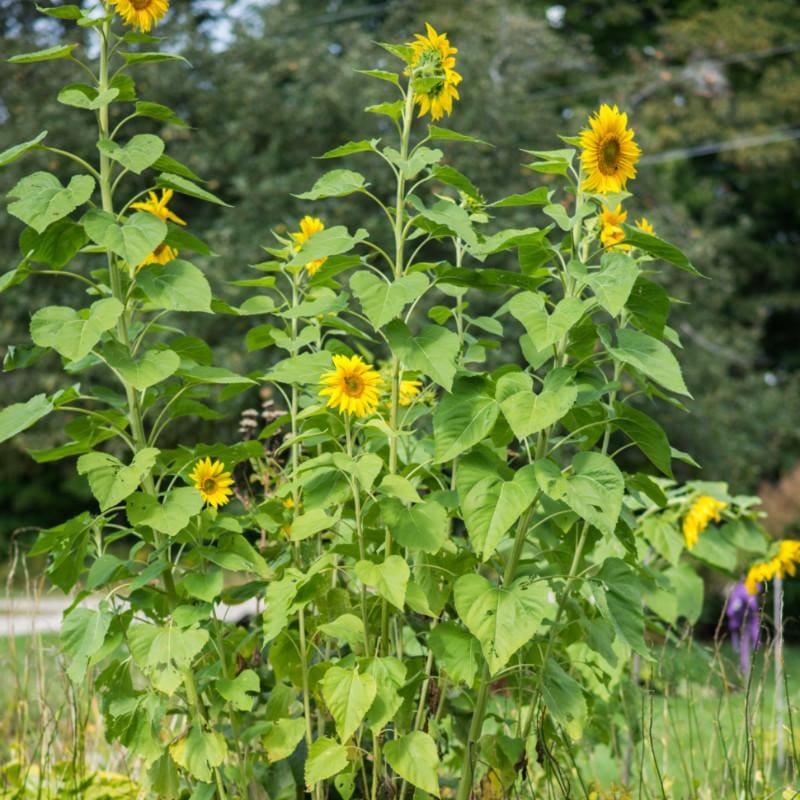 Skyscraper SunFlower Seeds for Planting – Heirloom, Non-GMO, High Germination Organic Garden Seeds
