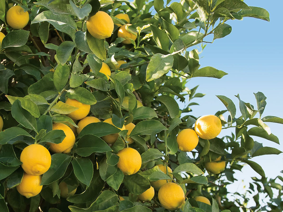 Seedless Lemon fruit seeds for planting – Heirloom & Non-GMO garden seeds, low-seed citrus for home orchards