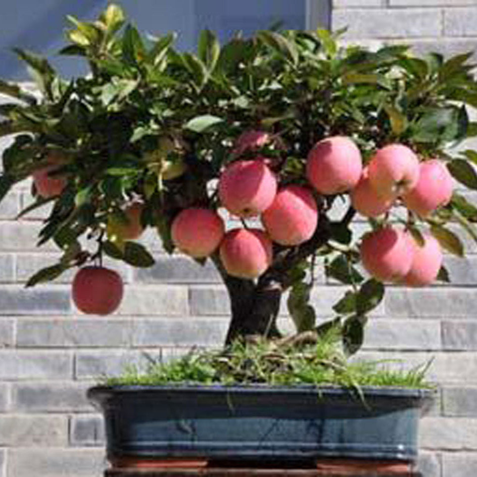 Elegant Bonsai Apple fruit seeds for planting - Heirloom & Non-GMO Garden seeds, perfect for decorative gardens