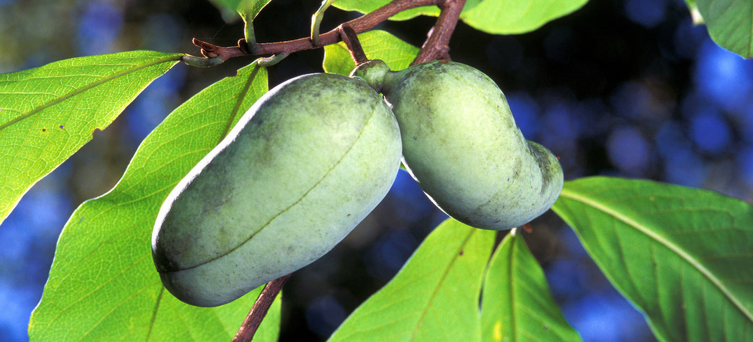 Green Banana Paw fruit seeds for planting - Heirloom & Non-GMO garden seeds for tropical exotic harvests