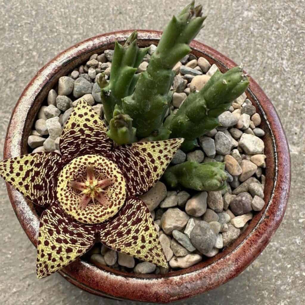 Stapelia Pulchella Flower Seeds for Planting – Heirloom Non-GMO Seeds for Home Garden