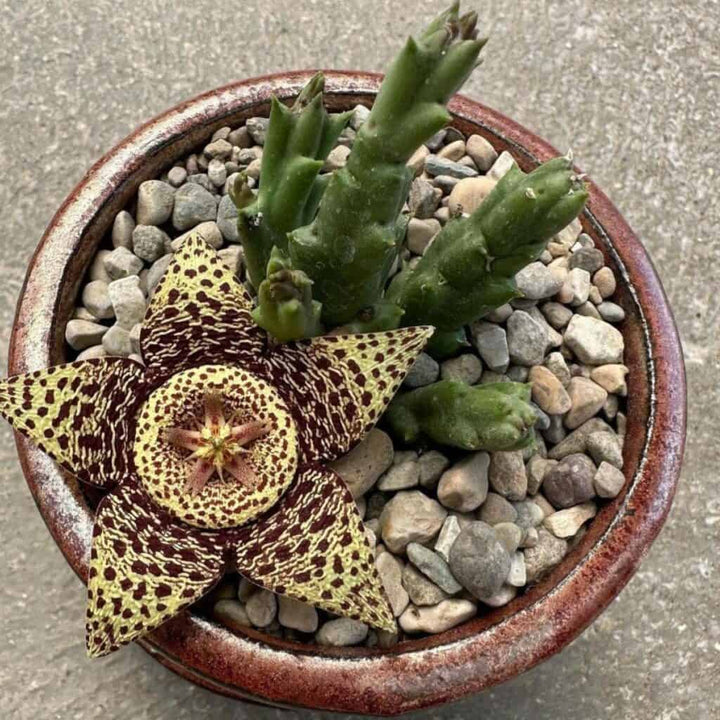 Stapelia Pulchella Flower Seeds for Planting – Heirloom Non-GMO Seeds for Home Garden