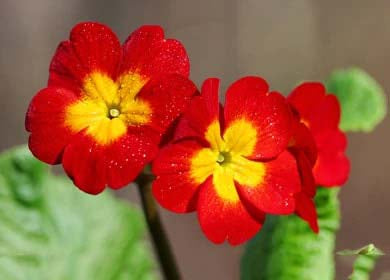 Red Yellow Primula Flower Seeds for Planting – Heirloom, Non-GMO, High Germination Organic Garden Seeds