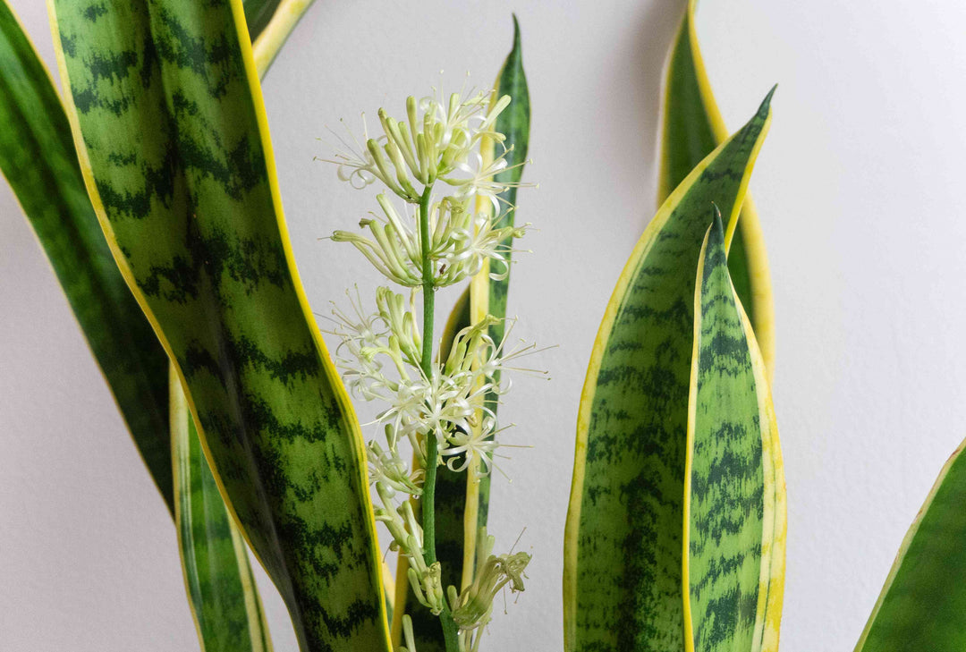 Green Sansevieria Flower Seeds for Planting – Heirloom Non-GMO, High Germination Organic Garden Seeds