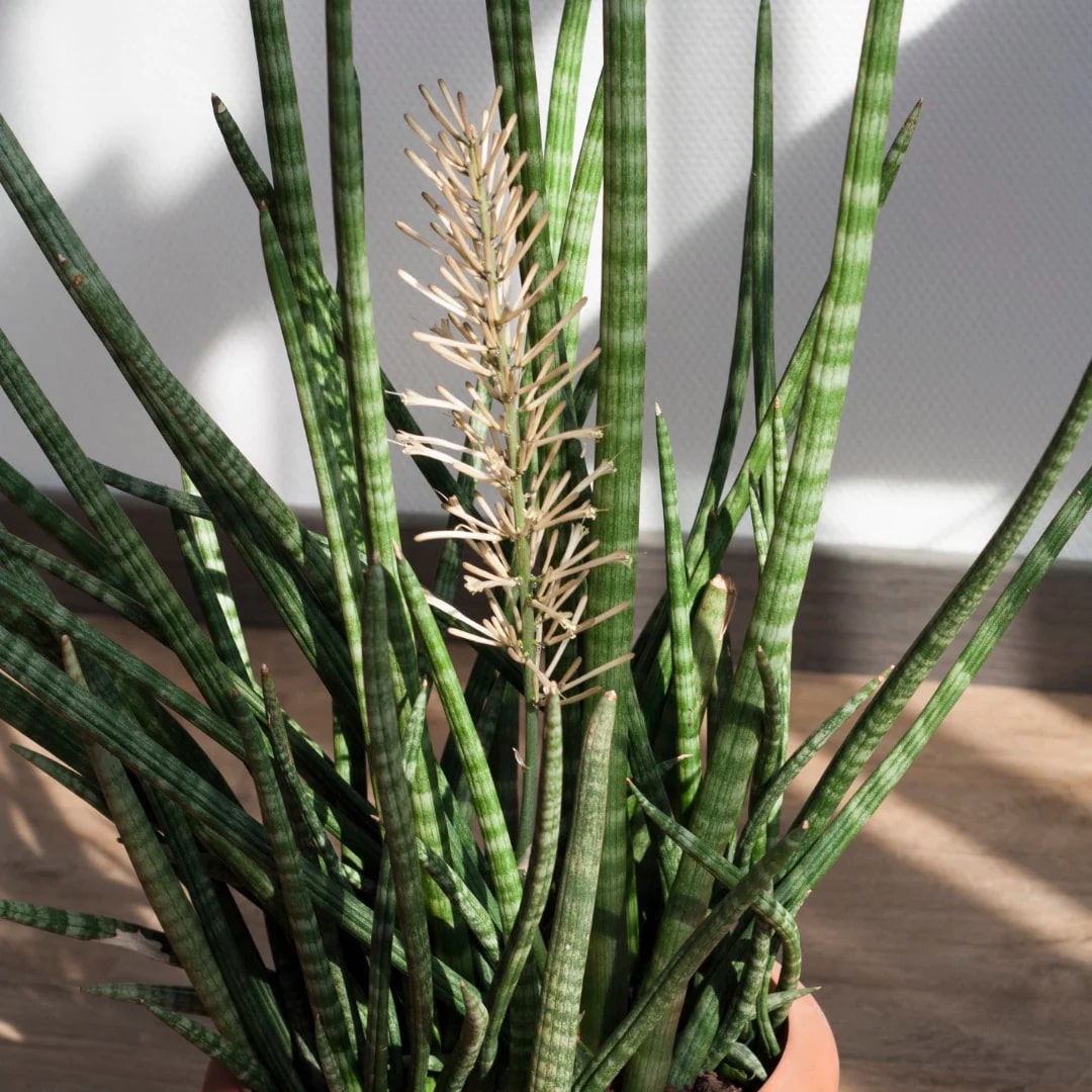Sansevieria Flower Seeds for Planting – Heirloom, Non-GMO, High Germination Organic Garden Seeds