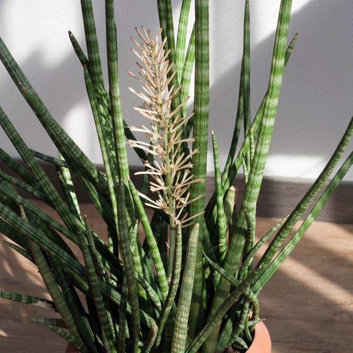 Sansevieria Flower Seeds for Planting – Heirloom, Non-GMO, High Germination Organic Garden Seeds