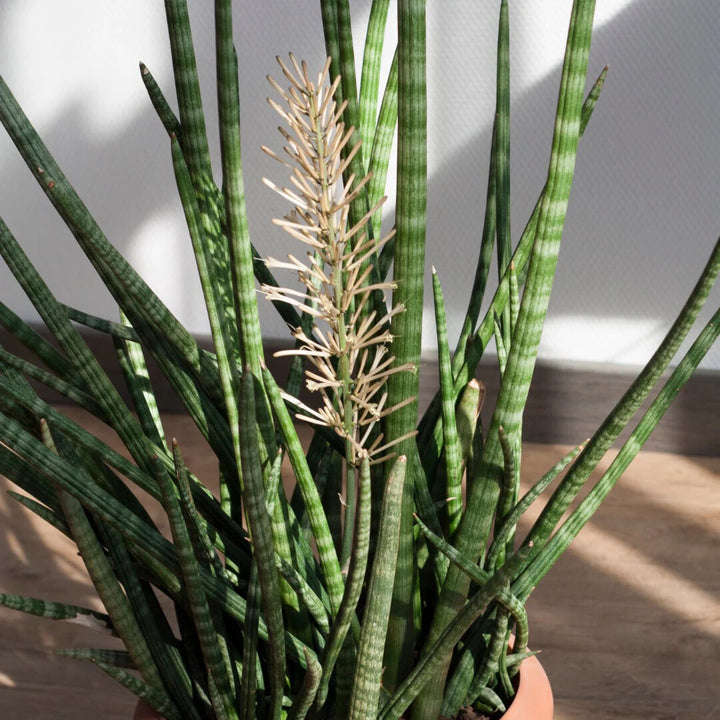 Green Sansevieria Flower Seeds for Planting – Heirloom Non-GMO, High Germination Organic Garden Seeds