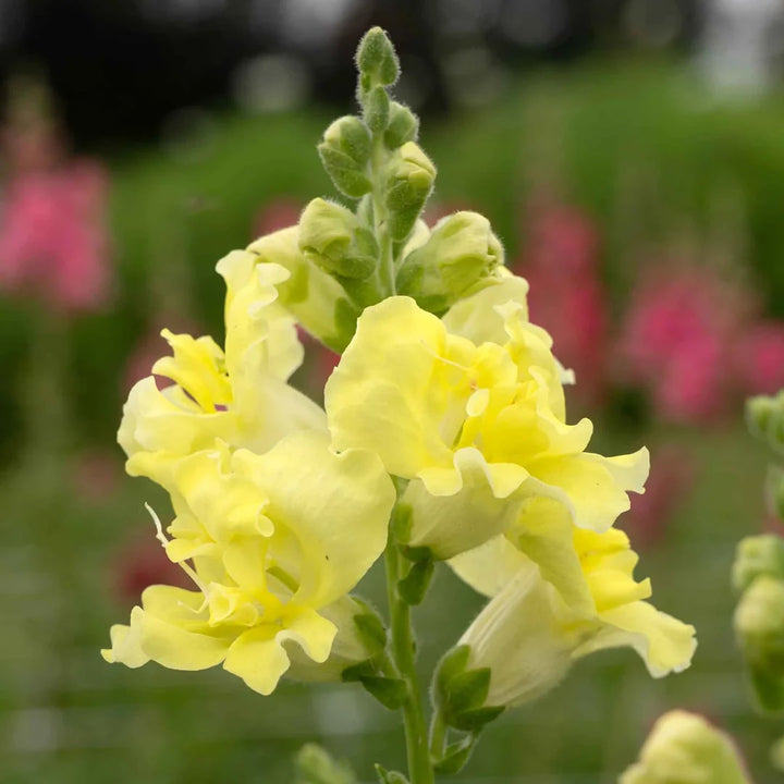 Lemon Sherbet Snapdragon Flower Seeds for Planting – Heirloom, Non-GMO, High Germination